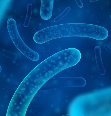 Lactobacillus casei e seus benefícios à saúde