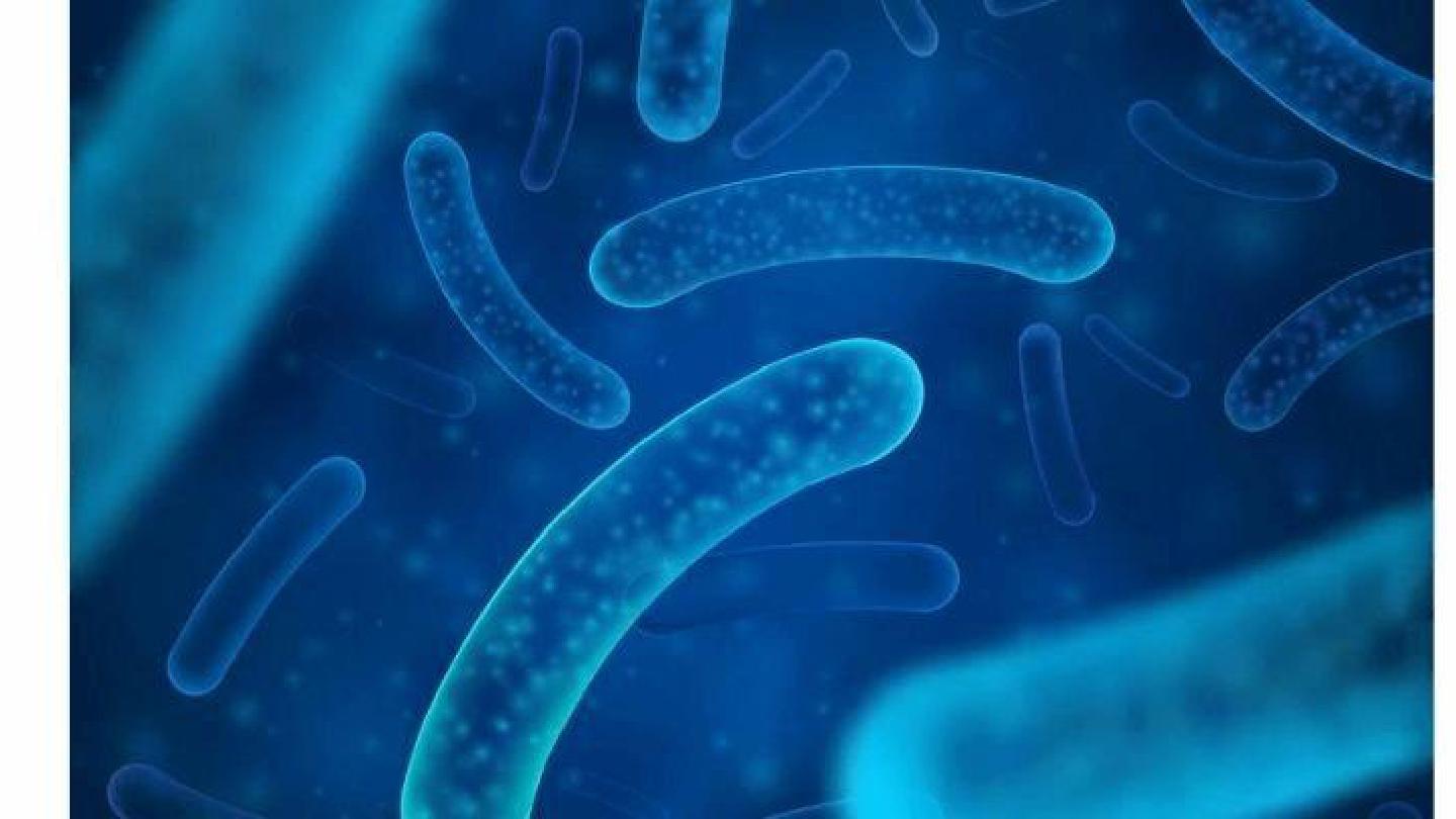 Lactobacillus casei e seus benefícios à saúde | ConteúdosBio