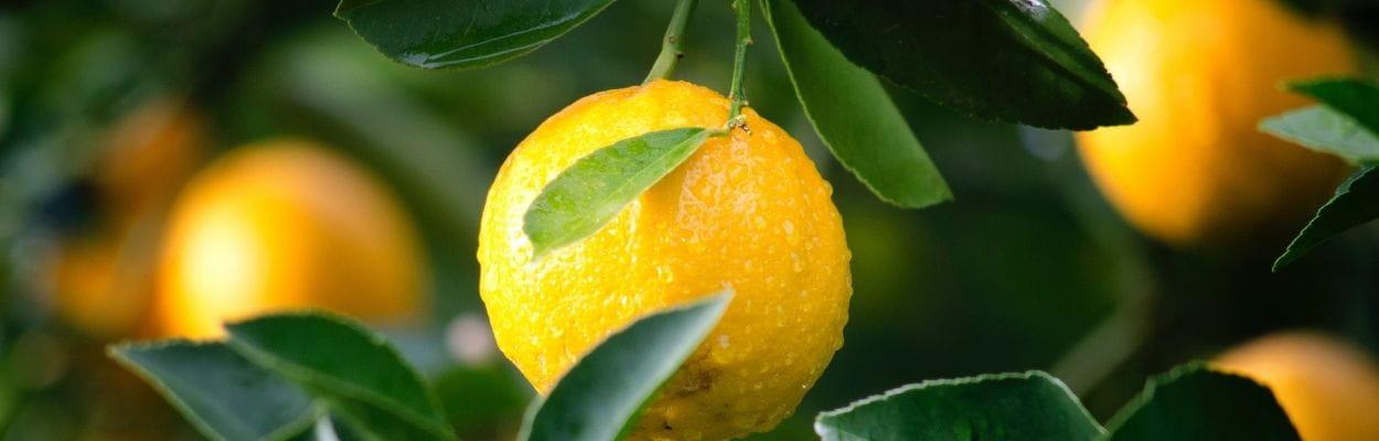Receitas de vitaminas de frutas saudáveis: limão