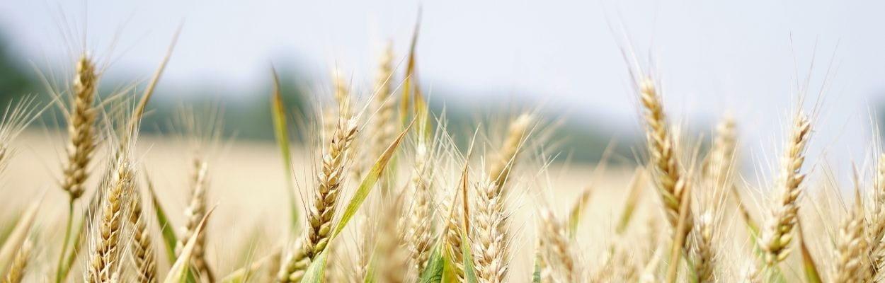 Benefícios do trigo